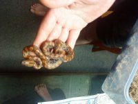 brazilian rainbow boa.jpg