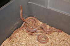 HypoBorregoLitter08032010a.jpg