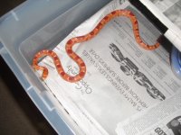 snakesaugust9th 037.jpg