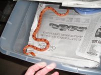 snakesaugust9th 036.jpg