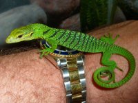 green tree monitor 3.jpg