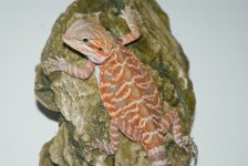 orangetigermicroitalianleatherback4.2f8-175.JPG