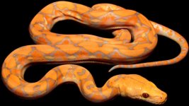 0000655_lavender_albino_550.jpg