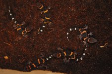 Goniurosaurus splendens - juveniles2.jpg