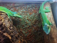 Anolis baracoae - pair.jpg