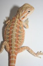 corkycitrusfemale.jpg