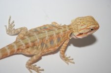 citrustigermale2.jpg