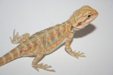 citrustigermale.jpg