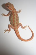 hypotransleathermaletail.jpg