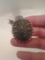 turtles.jpg