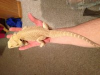 Male hypo white.jpg