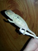 available female.jpg