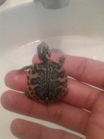 turtles 2.jpg