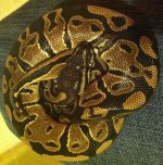 Ball Python (1).JPG