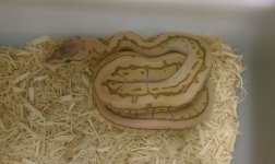64877Pastel_Desert_King_Pin-med.jpg