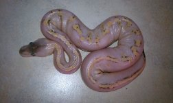 64877Pastel_Champagne-med.jpg