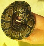 Ball Python (2).JPG