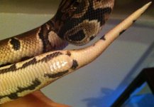 Ball Python (3).jpg