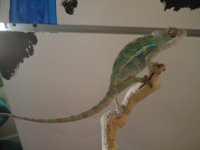 little Panthers 015.JPG