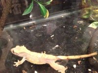 female crested.jpg