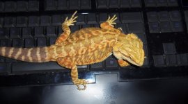 reptar 1st.jpg
