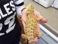 reptar 2nd.jpg