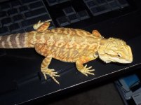 reptar 4.jpg