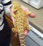 reptar last.jpg