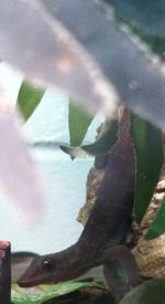 golden geckos 2.jpg