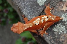 DSC_0130-2.jpg