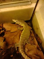 nile monitor.jpg