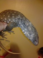 savannah monitor.jpg