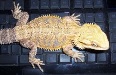 pet75.jpg