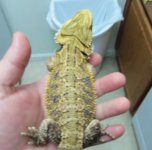 pet75 - 2.jpg