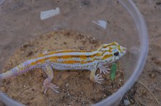 Teratoscincus keyserlingii - male.jpg