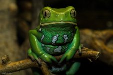waxy-monkey-tree-frog.jpg