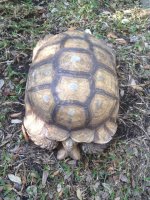 sulcata sale 2.jpg