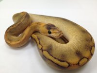 Champagne male #1-2.jpg