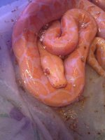 IMG_2726.jpg