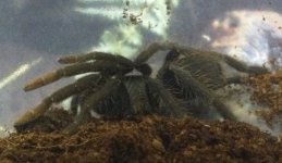 moar spiders (1).jpg