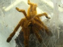 moar spiders (2).jpg