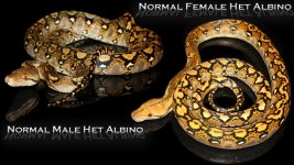 0001066_jays_picks_het_albino_pair_550.jpg