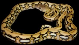 0000511_platinum_tiger_550.jpg
