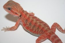 dragonssss 001.jpg