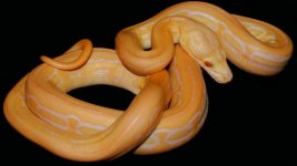 0000528_albino_supertiger_sunfire_550.jpg