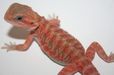 dragonssss 003.jpg