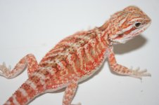dragonssss 020.jpg