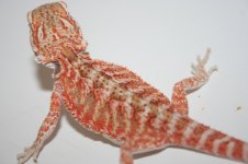 dragonssss 022.jpg