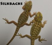 silkbacks.jpg