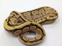 Vanilla cream male-2.jpg